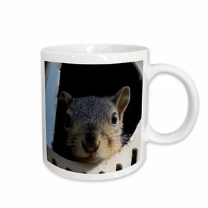 3dRose Baby Squirrel in a martin bird house Mug - Picture 1 of 14