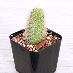 Cactus Plant - Monkey Tail - 1 inch+ Long - Live Plants In 2" Pot (SM) - Picture 1 of 2