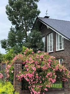 OHNE PROVISION : Einfamilienhaus mit besonderer Architektur und Verarbeitung . - Bild 1 von 15