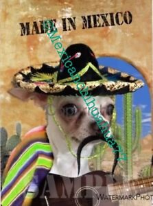 Hola! Chihuahua dog WEARING MEXICAN PONCHO & SOMBRERO HAT! TIN SIGN.