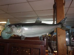 Vintage König Lachs Haut Reittier Taxidermy - Bild 1 von 6
