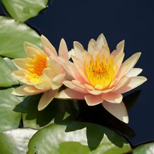 Dwarf Water Lily Aurora Miniature LIVE Pond Plant Water Feature Small Pond - Picture 1 of 2