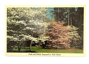 Postal Dogwood rosa y blanco en plena floración - Publicado - Imagen 1 de 2