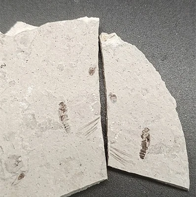 Exquisite insect fossils from the Jurassic Daohugou period AQ - Image 1 of 4