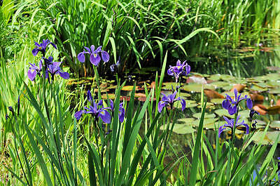 Iris Versicolor Bleu  Blue   Plante Bassin Vivace • 3.49€