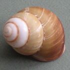 Land Snails Not Seashells Terrestrial Not Marine 52.5 mm.