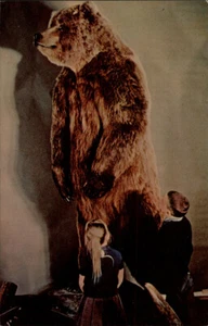 Herendeen Bay,AK Brown Bear Boone & Crockett Club Aleutians East Borough Alaska - Picture 1 of 2