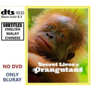 Secret Lives Of Orangutans (2024) English DTS-HDMI 5.1 All Region BLU RAY Disc - Imagen 1 de 3