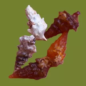 5pcs 16mm Gastropod Transparent Fossil Chalcedony mineral Agate Jurassic 574 - Picture 1 of 8