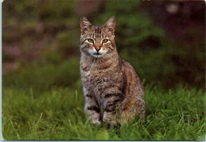 Cat Posing in the Lawn Postcard Postmarked 1992 - Picture 1 of 2