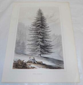 1857 Antique COLOR Tree Print///FIR TREE IN NORTHWEST UNITED STATES