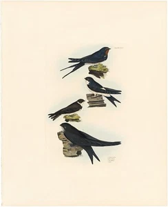 Selby British Ornithology 1821 grabado antiguo Vol 1 Pl 42 golondrina, Martin - Imagen 1 de 2