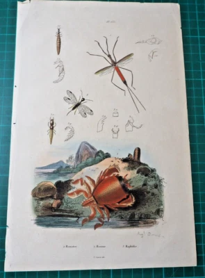 Insekten und Krabbe auf altkoloriertem Stahlstich von 1835 aus E. Guerin - Bild 1 von 3