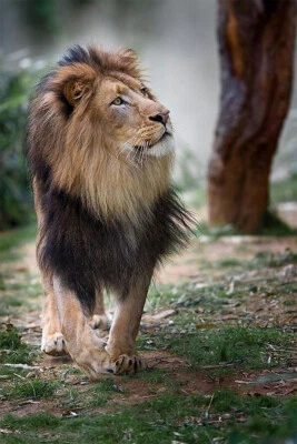 Дикий лев большие животные опасная природа картина печать настенное искусство - плакат 20 x 30 - Изображение 1 из 3