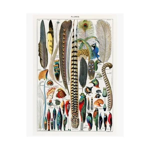 VINTAGE BIRDS OF PARADISE PLUMES FEATHERS PEACOCK PARROT Matte Print Wall Art - Picture 1 of 6