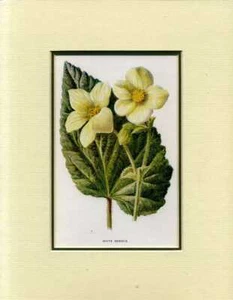 Hulme, Edward F WHITE BEGONIA: MOUNTED PRINT FROM FAMILIAR GARDEN FLOWERS 1885 P - Picture 1 of 1