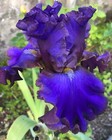 Immediate DELIVERY Tall Bearded Iris Germanica ELECTRIC CANDY 1 Rhizome