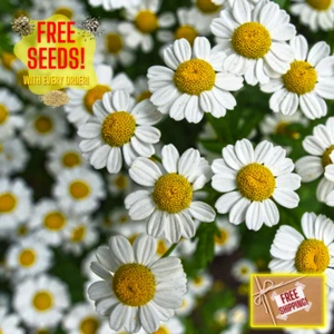 Fresh German Chamomile Seeds | Herbal Tea | Heirloom Non-GMO | Flower Seeds - Picture 1 of 13