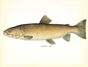Vintage Male BROWN TROUT FISH Print Fishing Wall Art Beach House Decor 4773-26 - Bild 1 von 1