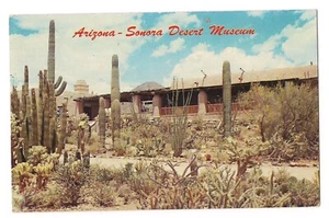 Cactus Garden ARIZONA SONORA DESERT MUSEUM Administration Tucson Postcard AZ - Picture 1 of 2