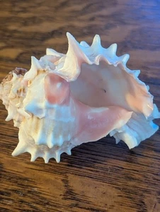 Murex Sea Shell - Picture 1 of 5