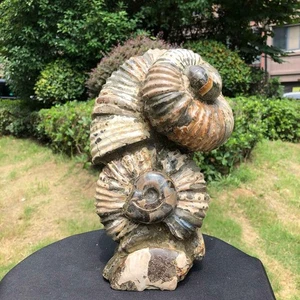 11.96LB Natural Large Beautiful Ammonite Fossil Conch Crystal Specimen Healing - Picture 1 of 19