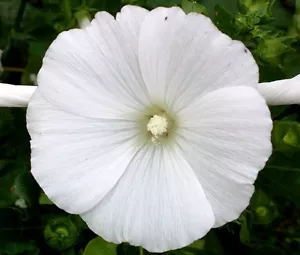 ROSE MALLOW WHITE Lavatera Trimestris - 1,000 Bulk Seeds - Afbeelding 1 van 1