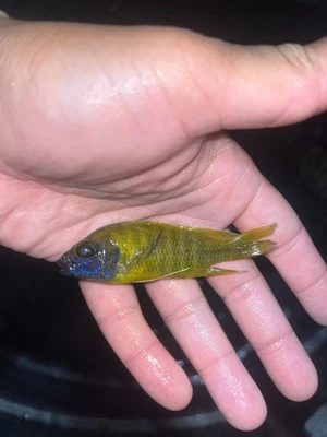 Sunshine Peacock Cichlid 3”-4” Live Fish - Image 1 of 3