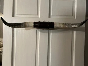 MOUNTED STEER BULL HORNS 2'1” TIP TO TIP (1 SET) COW BULL HORNS LONGHORN - Picture 1 of 9