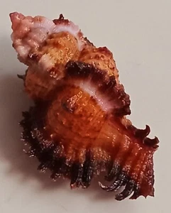 Sea shell Chicomurex laciniatus 53mm, gem, very nice body form, PERFECT - Picture 1 of 6
