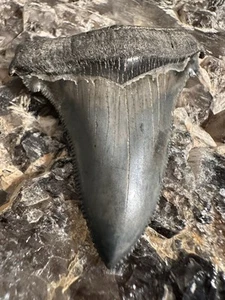 "Diente de tiburón Angustidens afilado de 3,1"" Carolina del Sur fósil Megalodon Ancestor" - Imagen 1 de 7