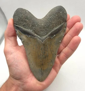 Großer Megalodon Haizahn Fossil Hai Zahn Fossilien USA North Carolina - Bild 1 von 7