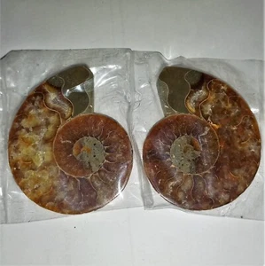 1a Cleoniceras Paar Poliert Ammonit Madagaskar Ammoniten 7cm Fossil Spirale NrX - Bild 1 von 1