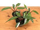 Philodendron Pink Princess Erubescens Starter Plant [Low Color] - 3 Inch Pot