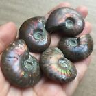 Rainbow!!! 85g 5pcs  Natural conch Ammonite fossil specimens of Madagascar 880