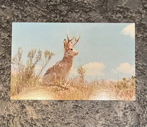 Vintage Postkarte - Die mythische "Schakalope" Nordamerikas - Wyoming Stil - Bild 1 von 2