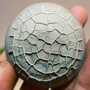 Natural Gobi Agate "Tortoise Back Pattern" Stone Moire Stone Collection Specimen - Picture 1 of 4