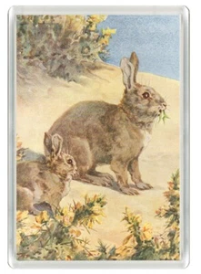 RABBIT WILDLIFE NATURE BEAUTIFUL NOVELTY FRIDGE MAGNET GREAT GIFT - Picture 1 of 1