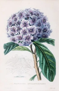 Hortensie Franciscea Original Lithographie handkoloriert Oudet 1847 - Bild 1 von 3