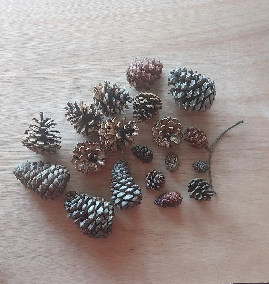 Lot Pommes de Pin Véritables - Photo 1/3