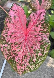 AUTENTICO Caladium Pink Beauty 1 bulbo - Foto 1 di 5