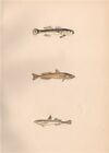Speckled Transparent/Slender Goby Gobius Rhodopterus/Pellucidus Couch Fish 1862