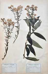 Botanique - Planche Herbier XIXe - Plantes séchées - Corymbifères 52 - Imagen 1 de 5