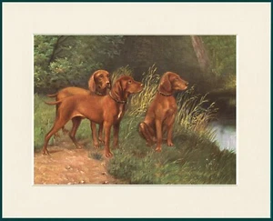 HUNGARIAN VIZSLA DOG GROUP LOVELY PRINT MOUNTED READY TO FRAME - Picture 1 of 1