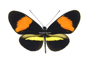 Unmounted Butterfly/Nymphalidae - Heliconius melpomene amaryllis, male, Peru - Imagen 1 de 2