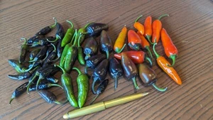Count Dracula Hot Pepper Seeds - 25,000-50,000 Scoville SHU- Dark Foliage - Bild 1 von 5