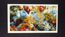 1 x Grandee Cigar card Living Ocean - Sea Squirts Hydroids Soft Corals No3 ≠ Q34