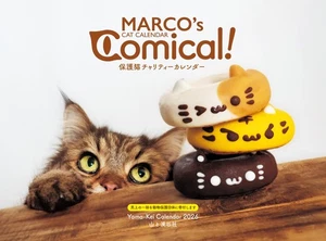 Calendar 2026 MARCO s CAT CALENDAR Comical Rescue Cat Charity Calendar Mont 491 - Picture 1 of 1