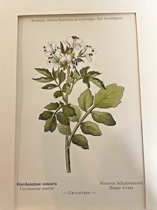 Cottagecore art Botanical Print by Kastner Book Plates Alpine Flowers Pg13 - Picture 1 of 7
