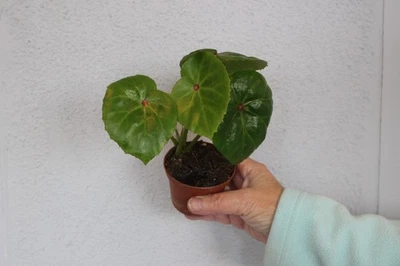 Begonia Conchifolia - Image 1 of 2